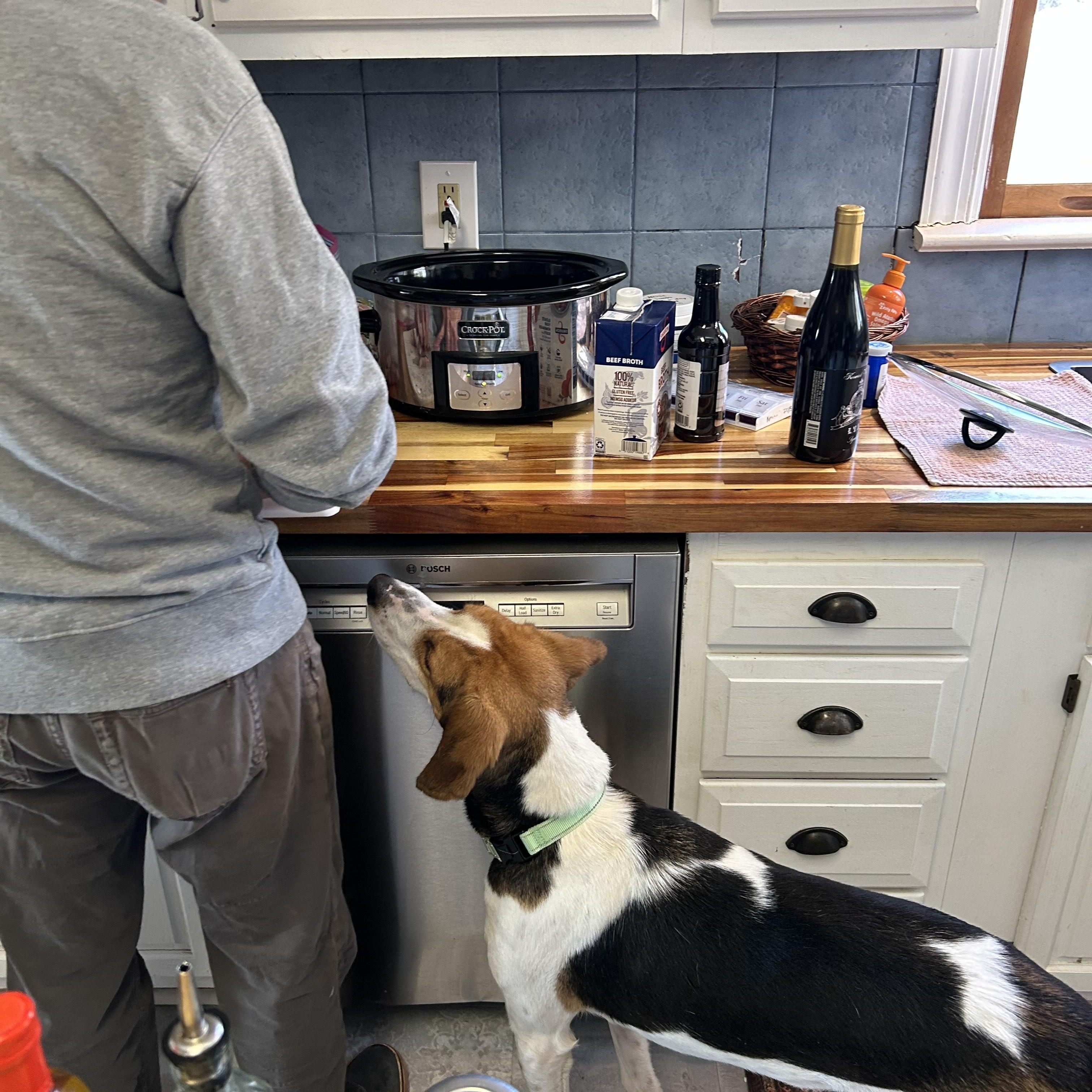 Zach, a ADOPTABLE Hound in Orange, VA image 2/6