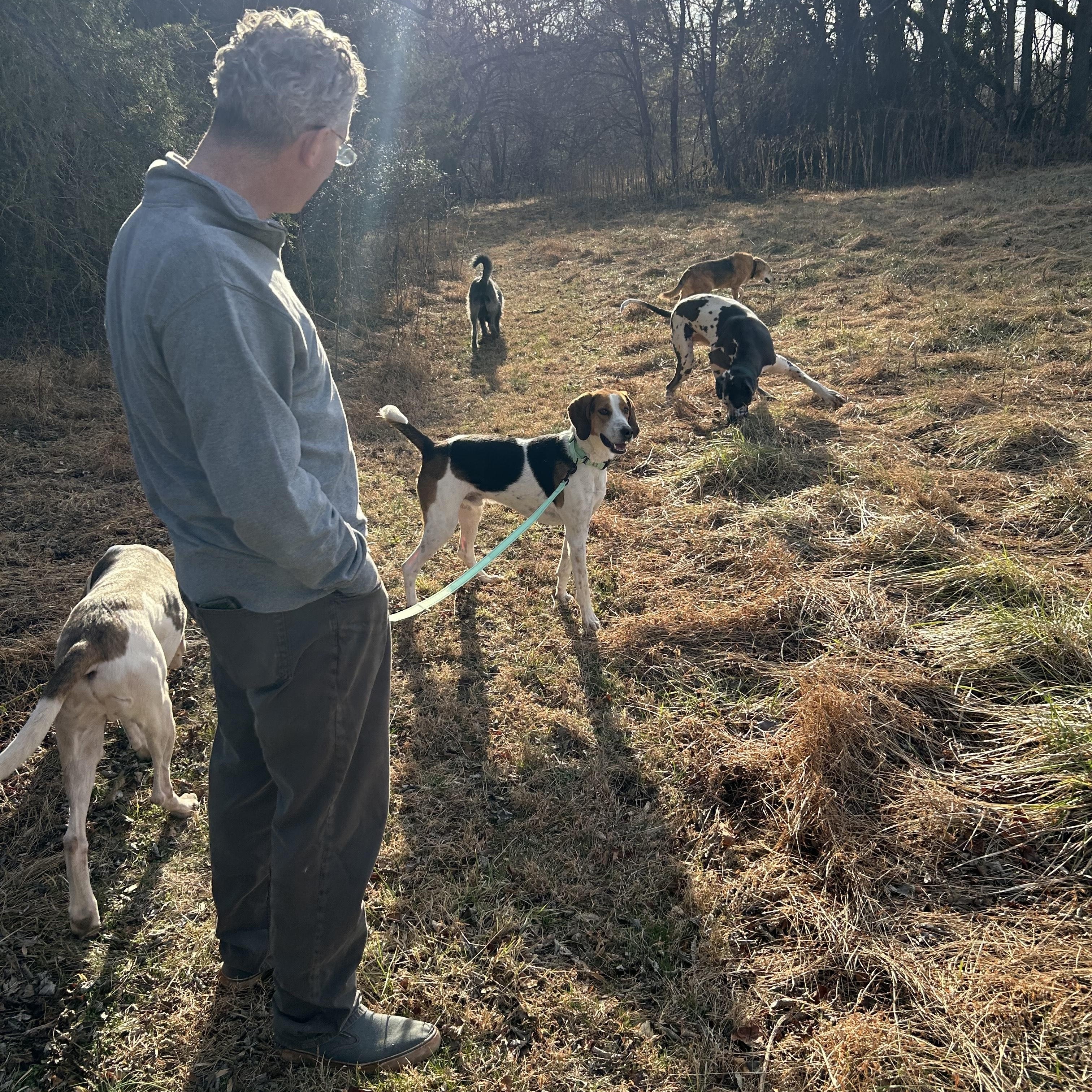 Zach, a ADOPTABLE Hound in Orange, VA image 5/6