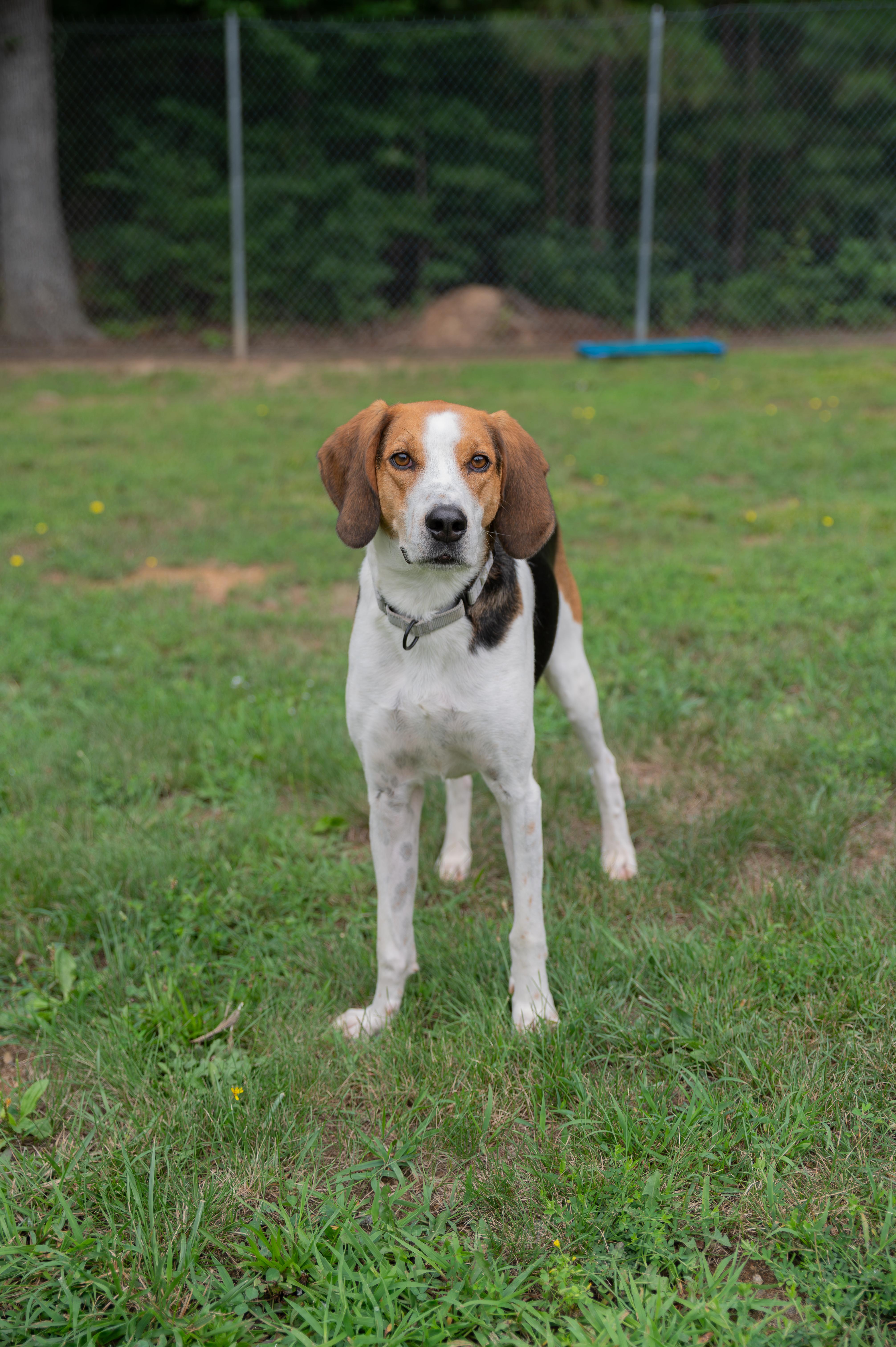 Zach, a ADOPTABLE Hound in Orange, VA image 3/5