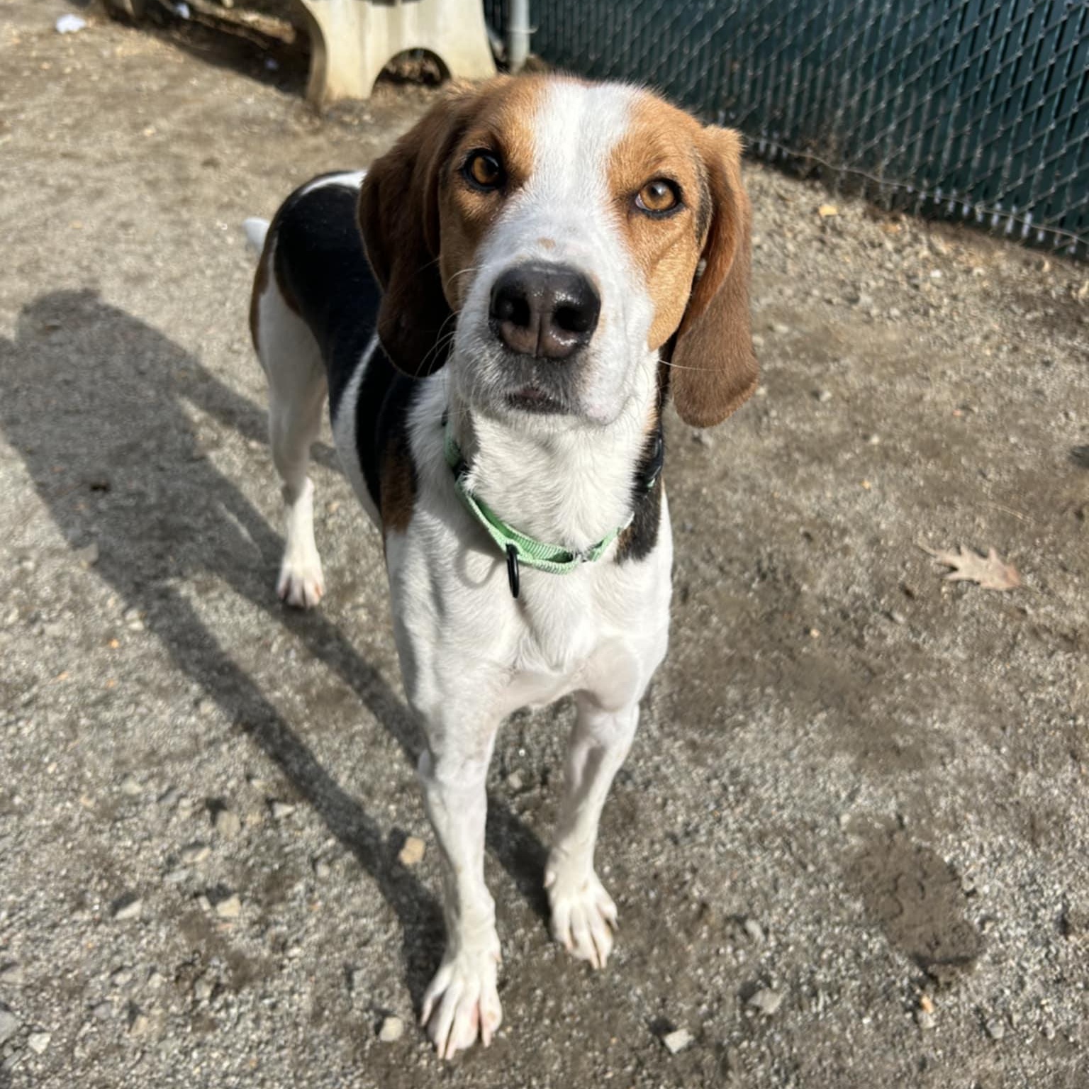 Zach, a ADOPTABLE Hound in Orange, VA image 3/6