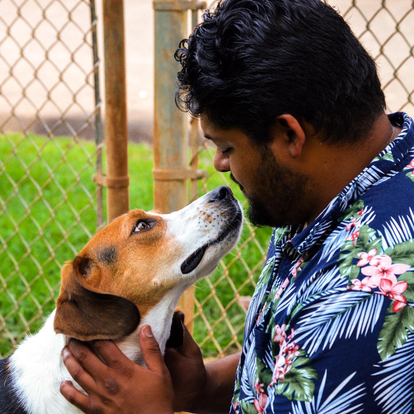 Enlarge Zach, a ADOPTABLE Hound in Orange, VA image 2/5