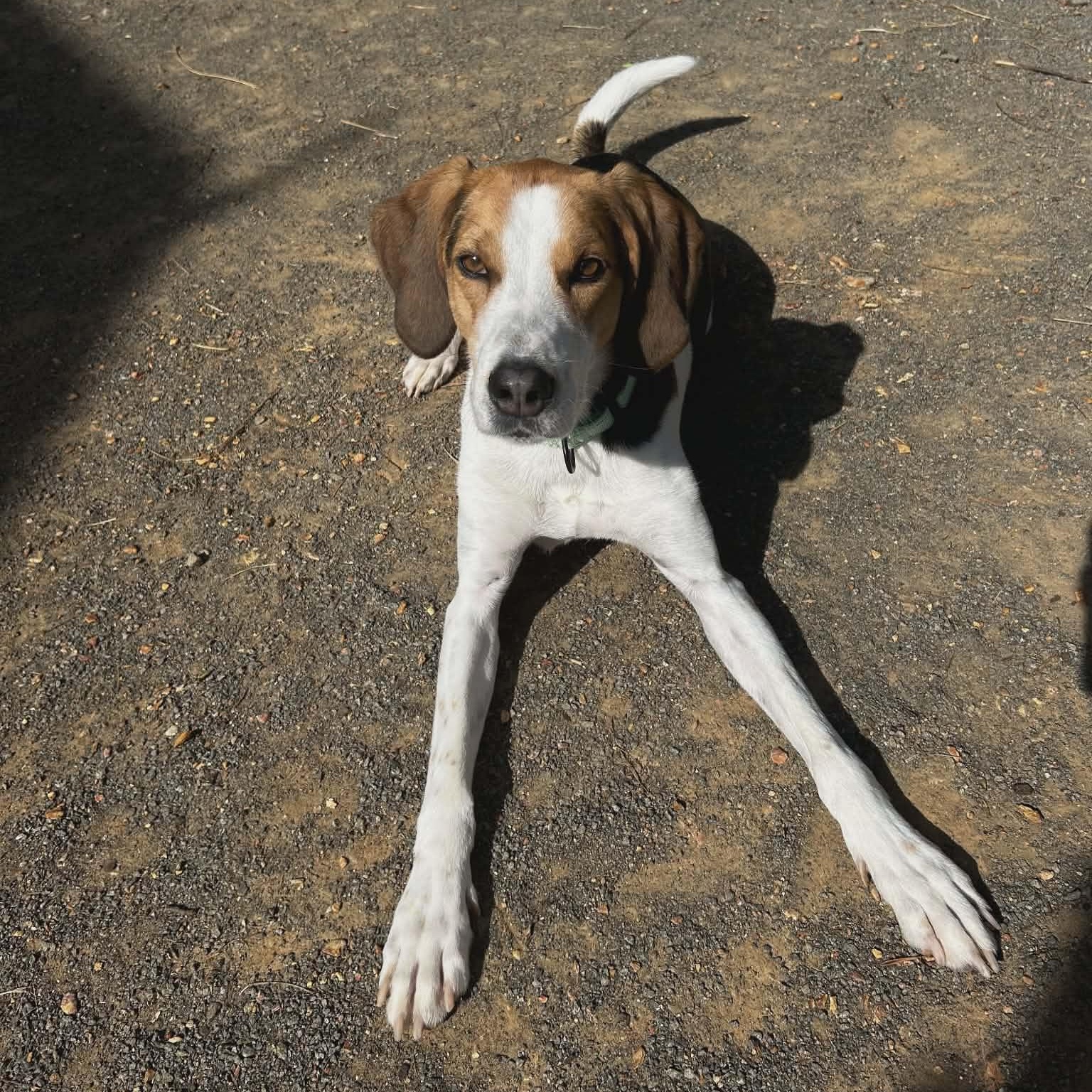 Enlarge Zach, a ADOPTABLE Hound in Orange, VA image 2/6