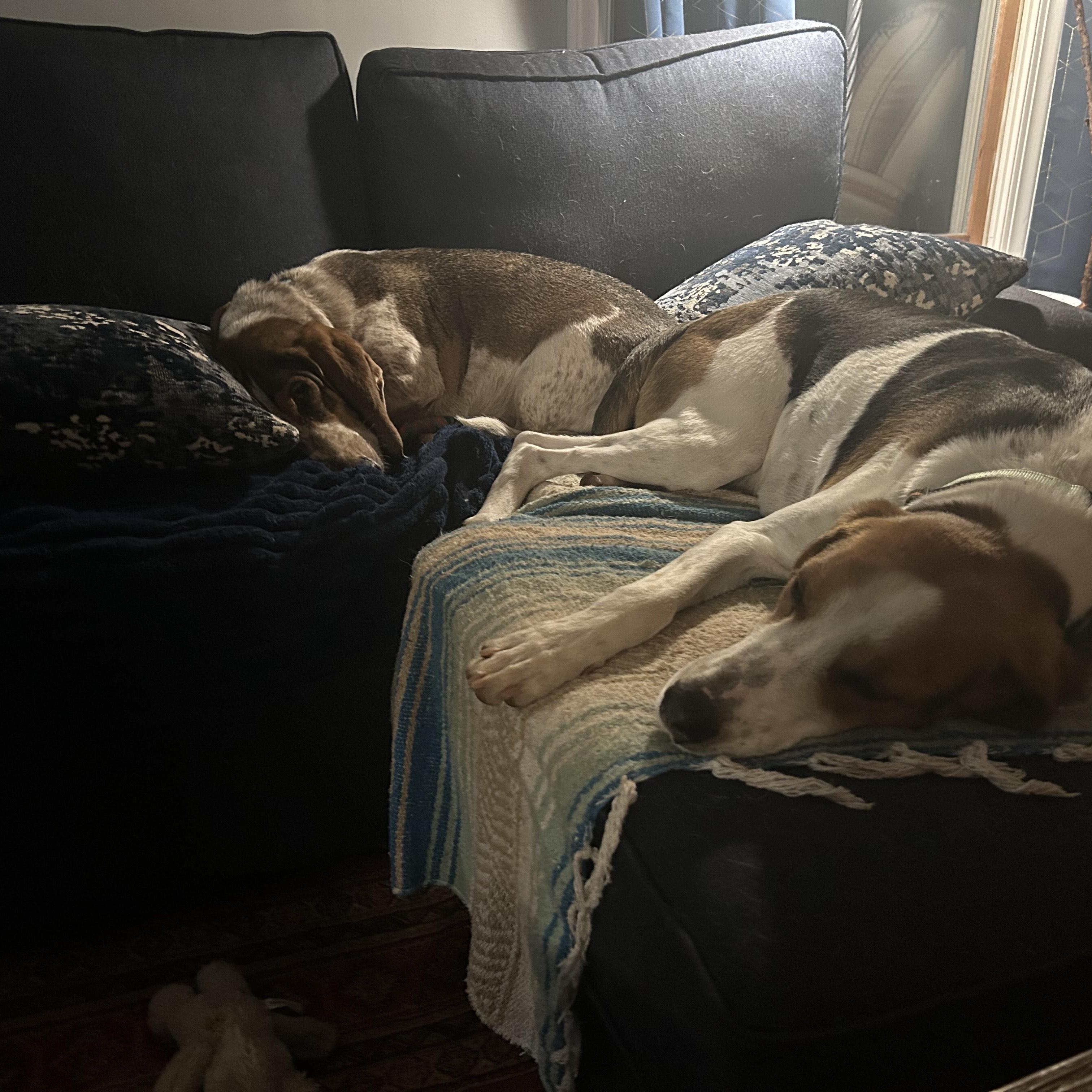 Zach, a ADOPTABLE Hound in Orange, VA image 4/6