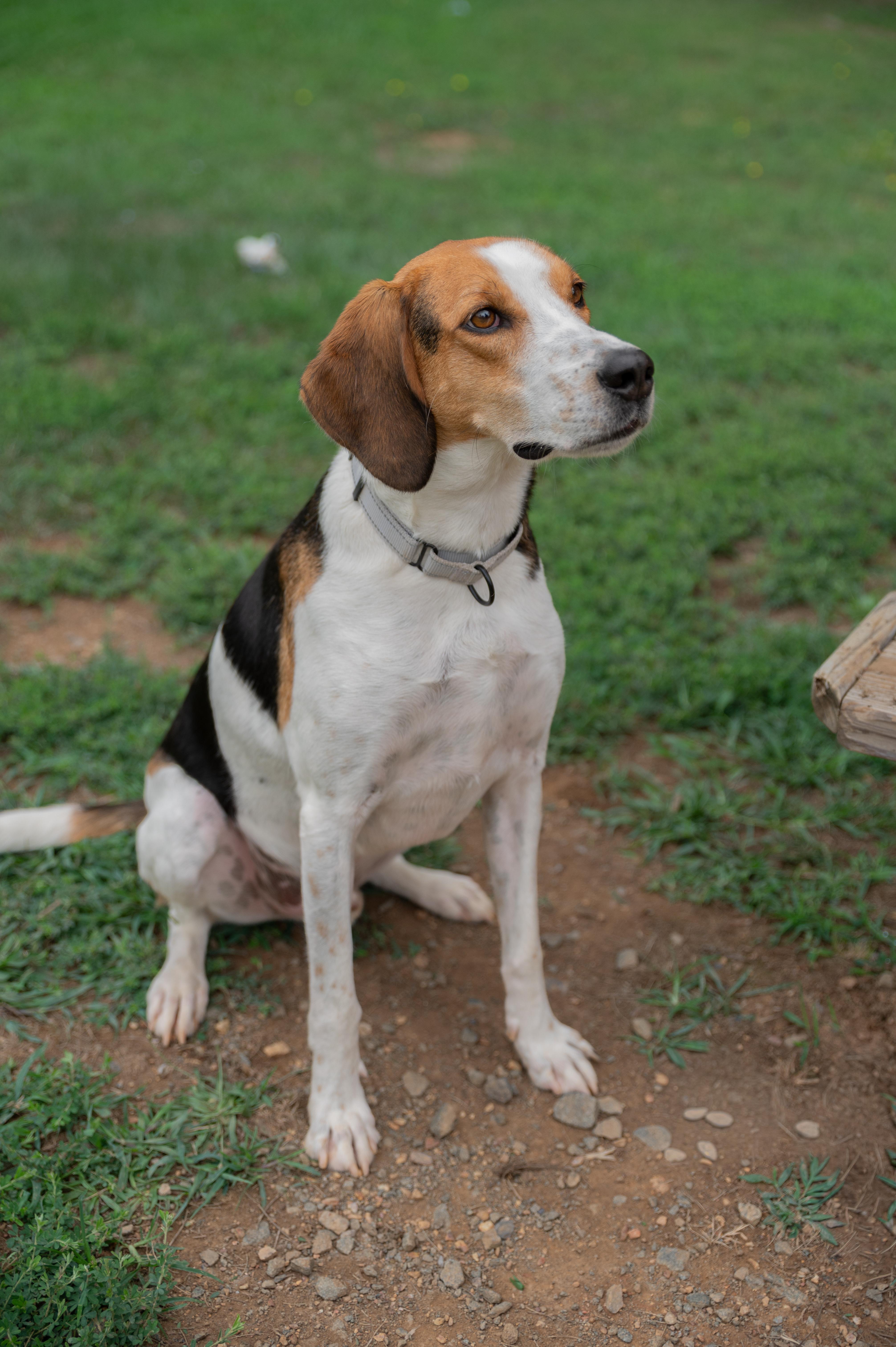 Zach, a ADOPTABLE Hound in Orange, VA image 5/5