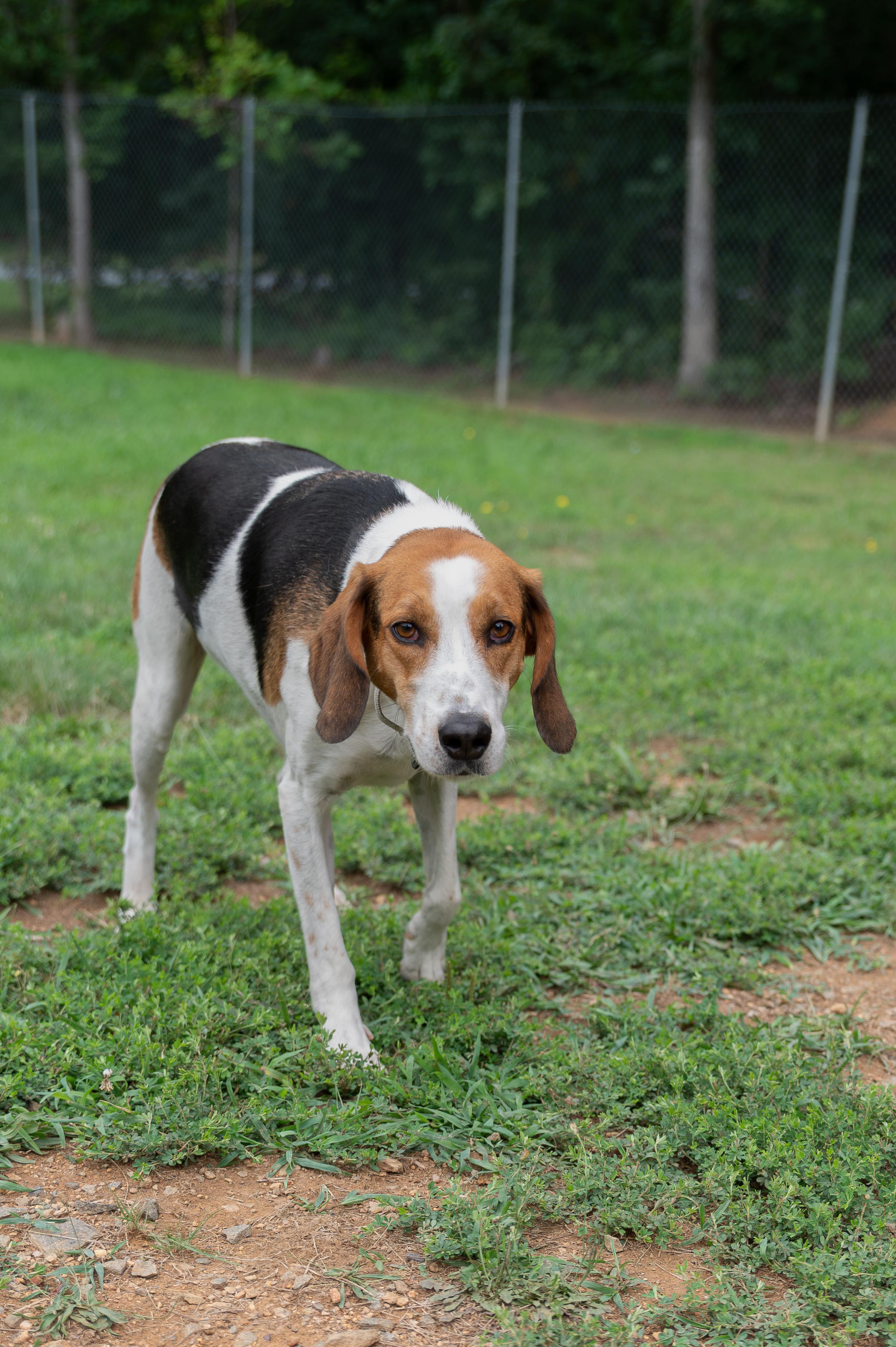 Zach, a ADOPTABLE Hound in Orange, VA image 2/5