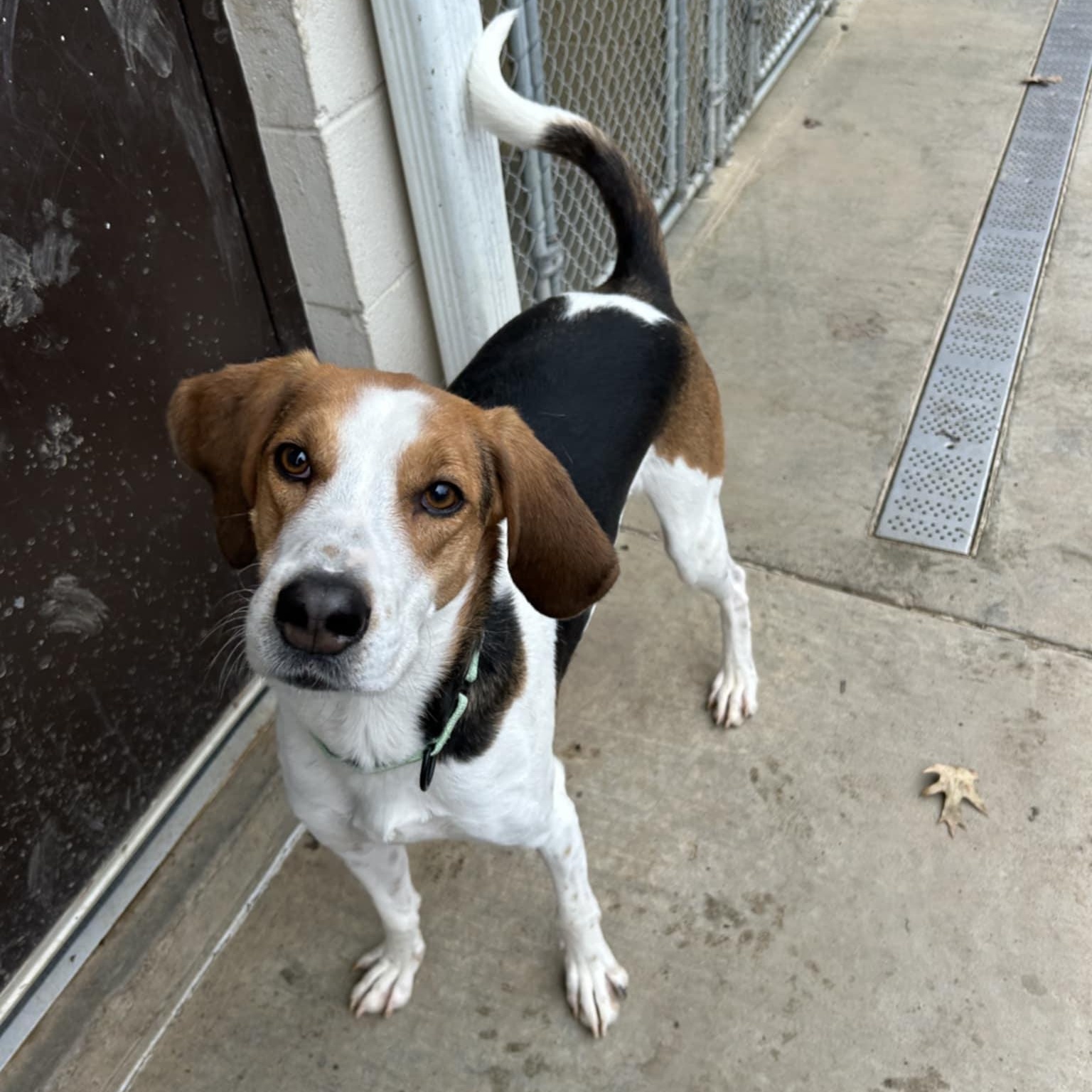 Zach, a ADOPTABLE Hound in Orange, VA image 6/6