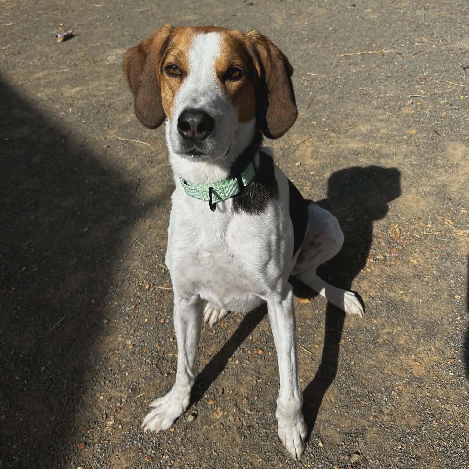 Zach, ADOPTABLE, Adult Male Hound.
