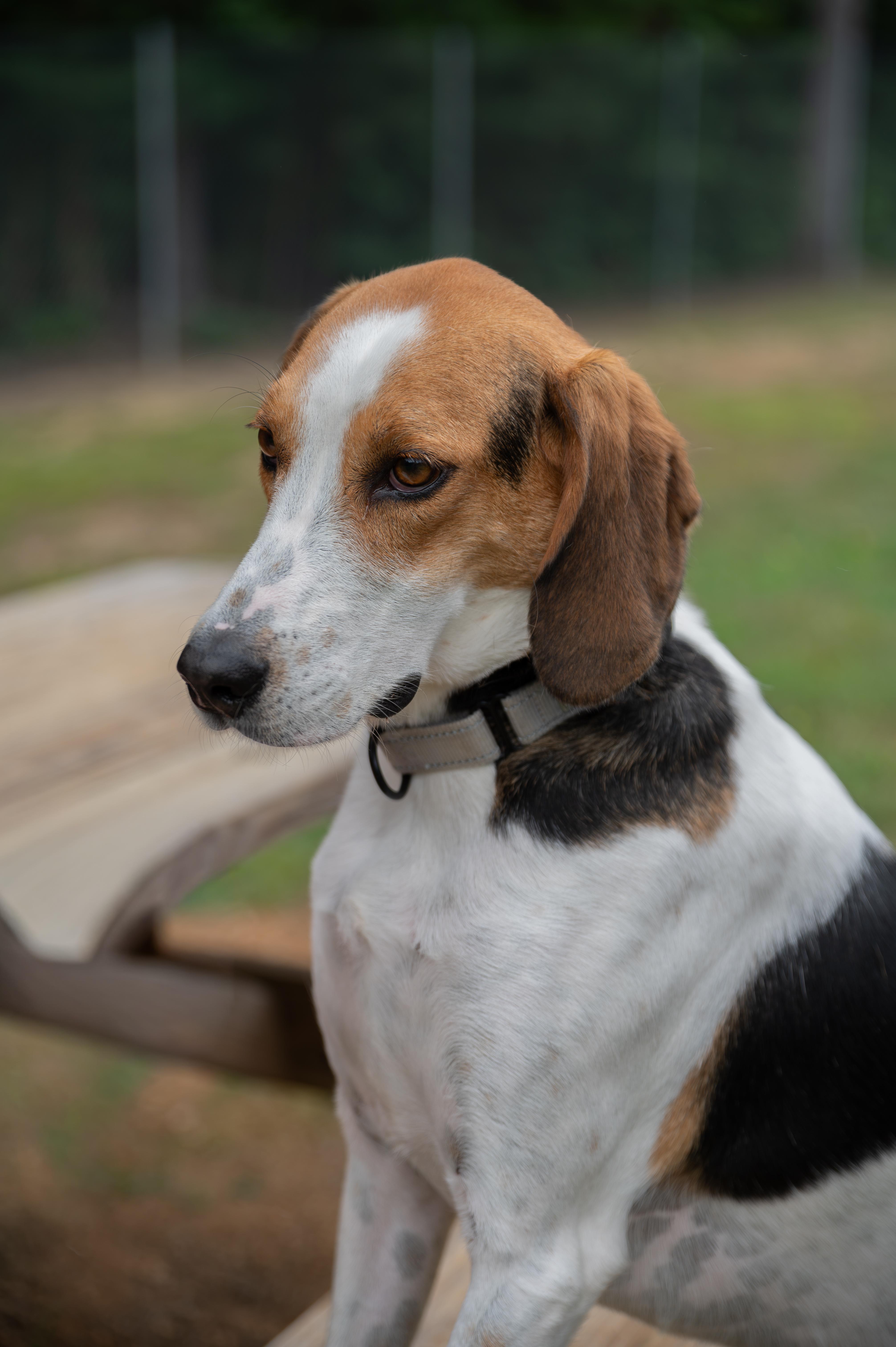Zach, a ADOPTABLE Hound in Orange, VA image 4/5