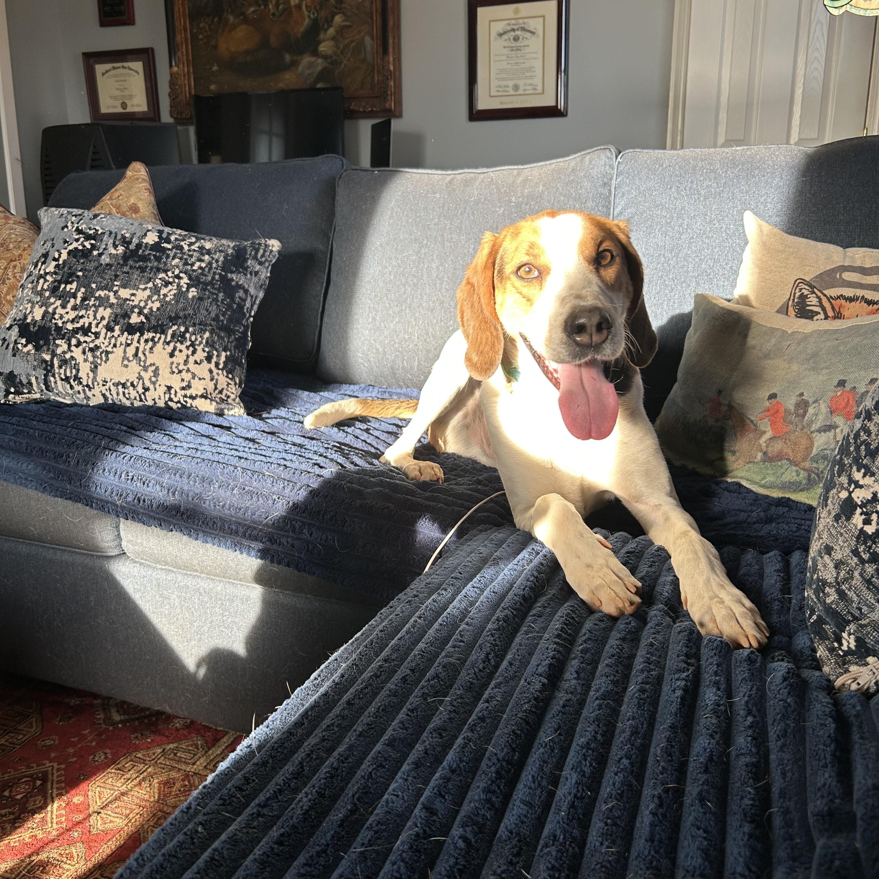 Zach, ADOPTABLE, Adult Male Hound.