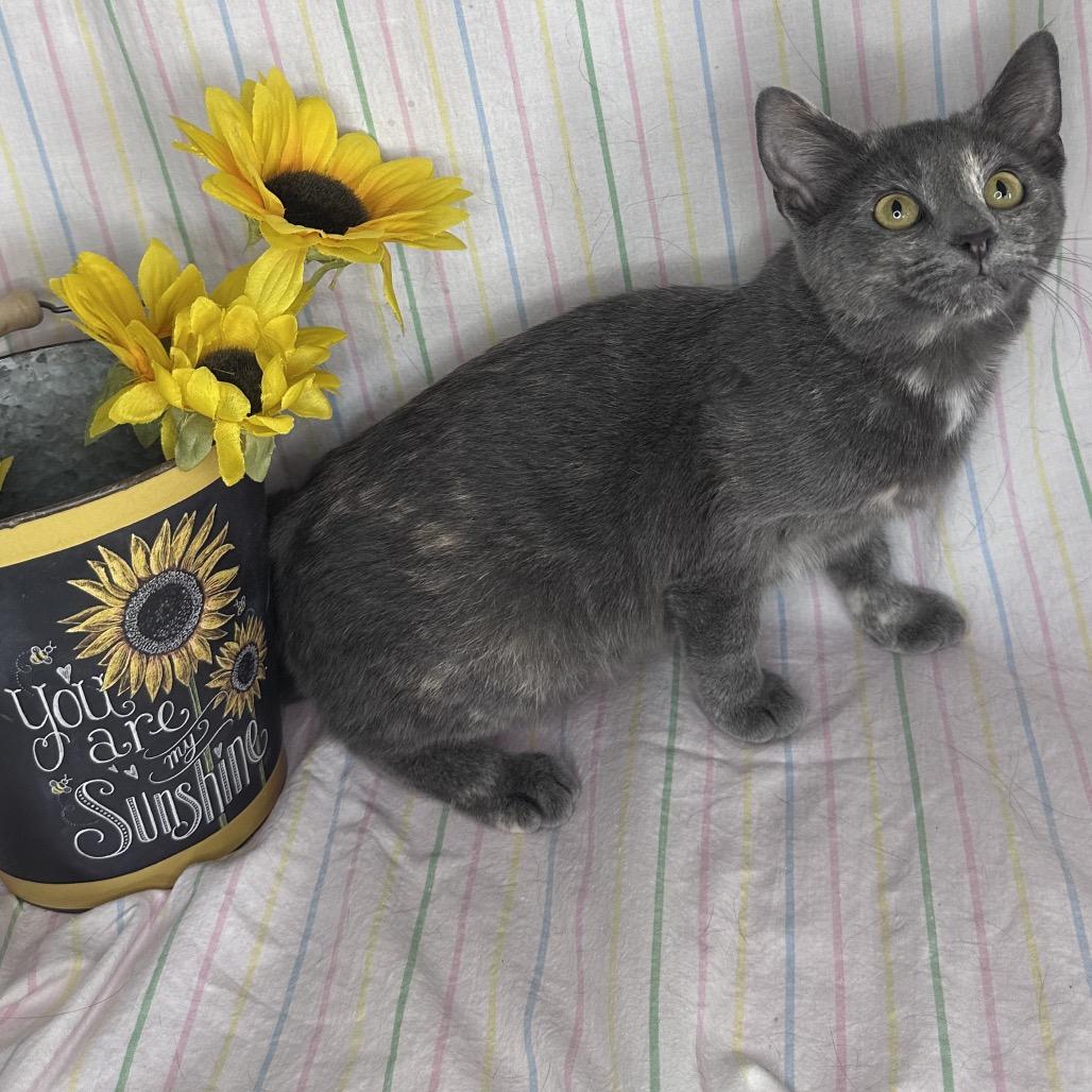Twizzler, Adoptable, Young Female Russian Blue & Domestic Short Hair.