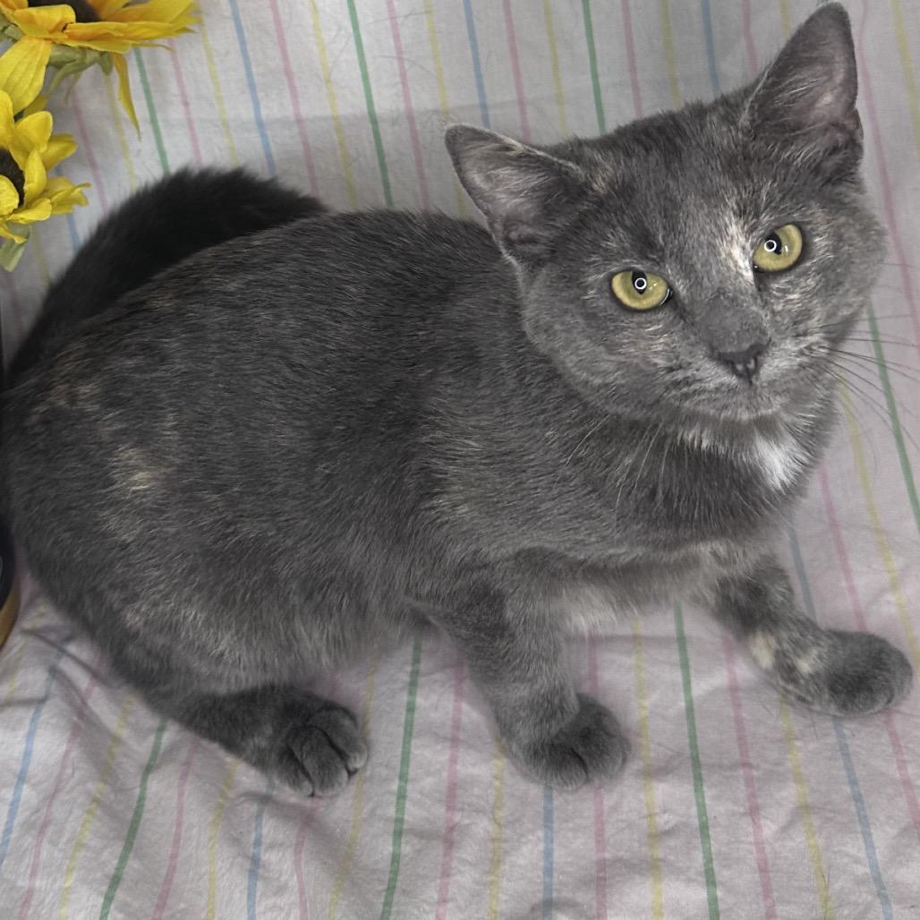 Enlarge Twizzler, a Adoptable mixed breed in Mount Vernon, IL image 2/6