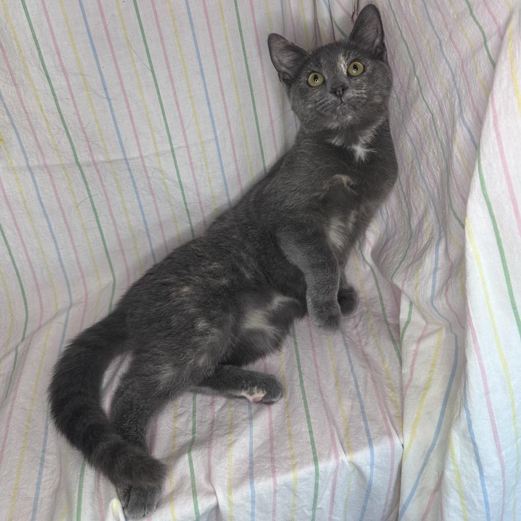 Enlarge Twizzler, a Adoptable mixed breed in Mount Vernon, IL image 3/6