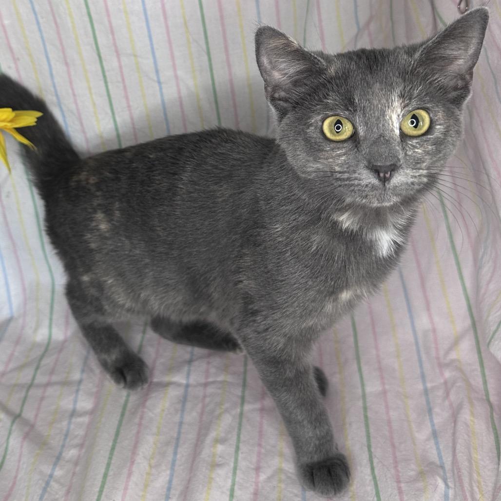 Enlarge Twizzler, a Adoptable mixed breed in Mount Vernon, IL image 4/6