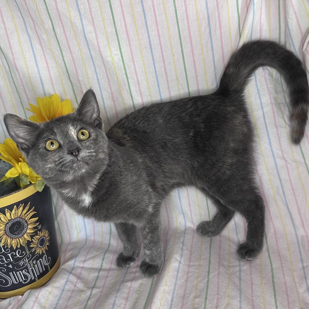Enlarge Twizzler, a Adoptable mixed breed in Mount Vernon, IL image 5/6