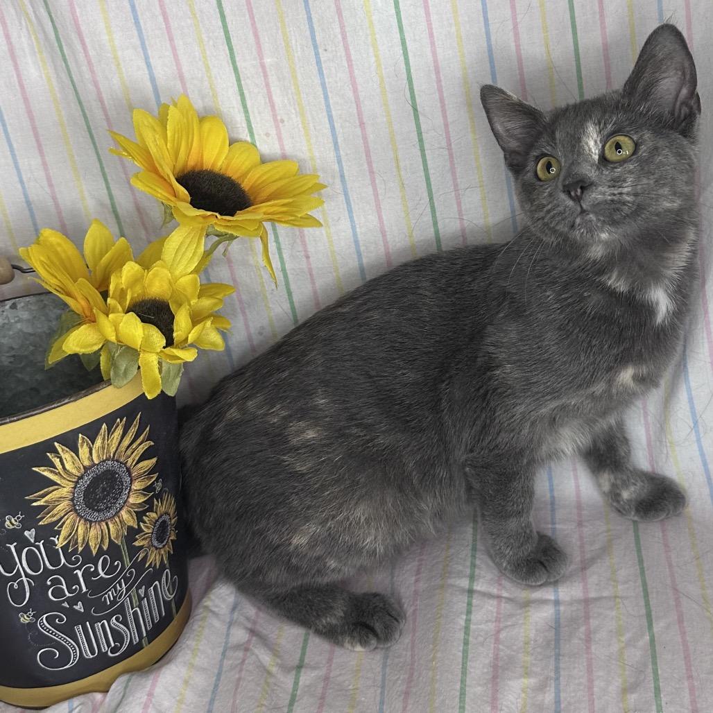 Enlarge Twizzler, a Adoptable mixed breed in Mount Vernon, IL image 6/6