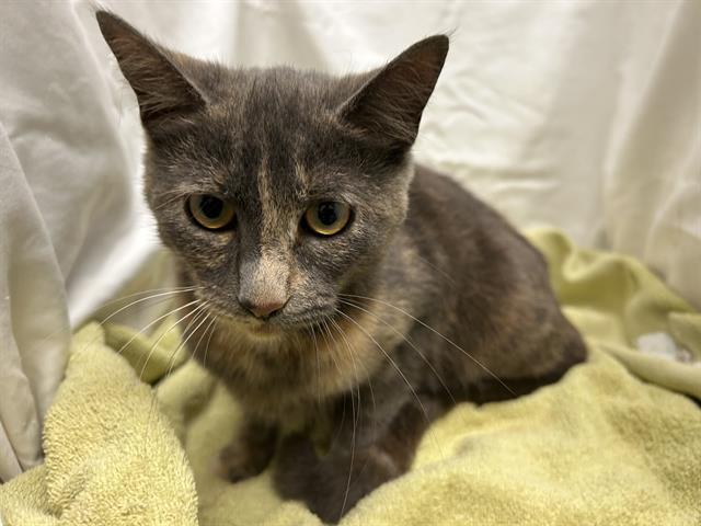 Enlarge TOOLA ROOLA, a Adoptable mixed breed in Winter Haven, FL image 1/1