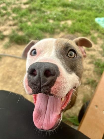 Pomni, Adoptable, Adult Female Mixed Breed & Mixed Breed.