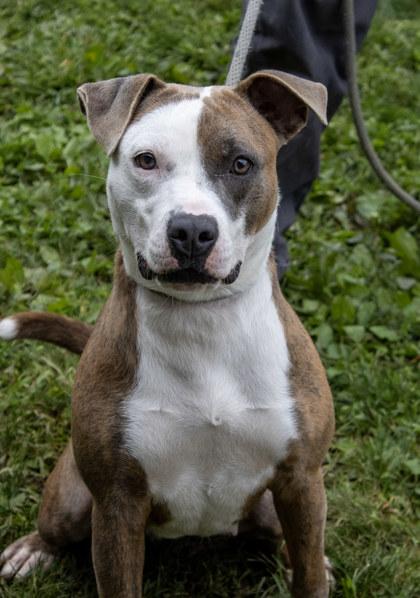 Enlarge Pomni, a Adoptable mixed breed in Fallston, MD image 2/3