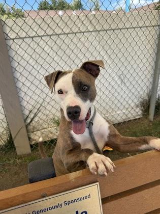 Enlarge Pomni, a Adoptable mixed breed in Fallston, MD image 3/3