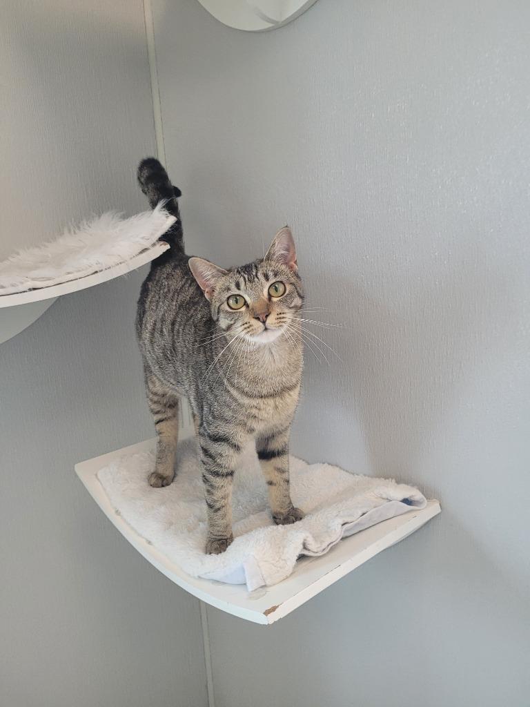CHARLIZE Kitten, Adoptable, Young Female Domestic Short Hair.