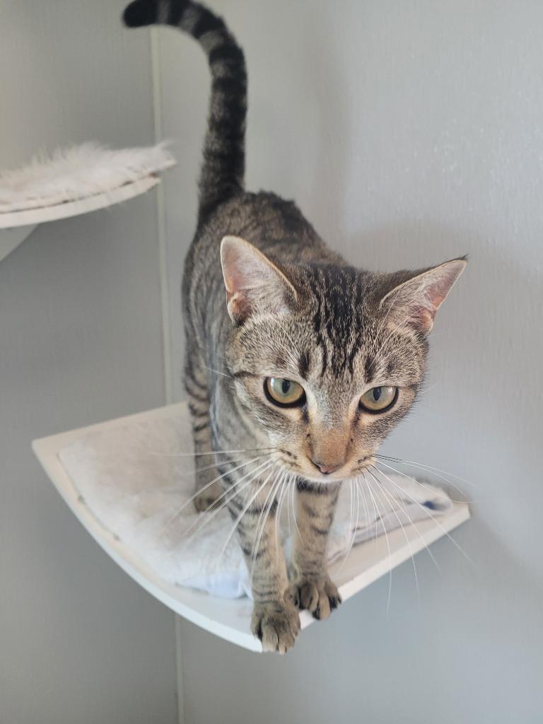 Enlarge CHARLIZE Kitten, a Adoptable mixed breed in New Bern, NC image 2/3