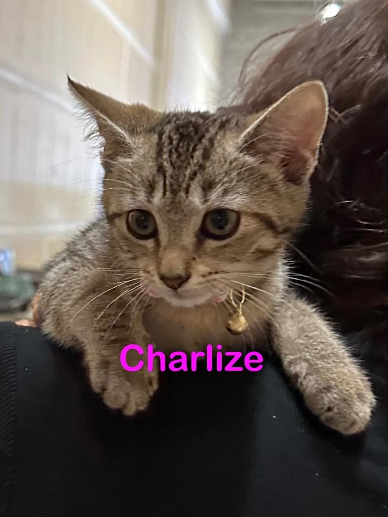 Enlarge CHARLIZE Kitten, a Adoptable mixed breed in New Bern, NC image 3/3