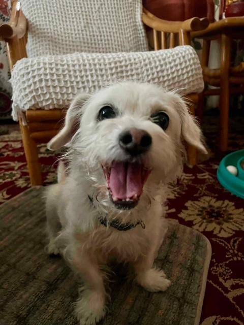 Brady, Adoptable, Senior Male Mixed Breed.