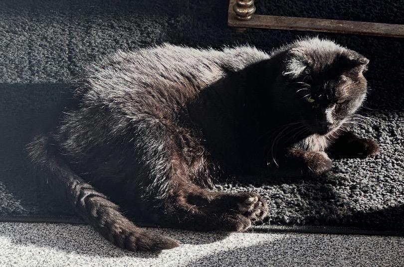 SUTHERLAND, Adoptable, Adult Male Domestic Short Hair.