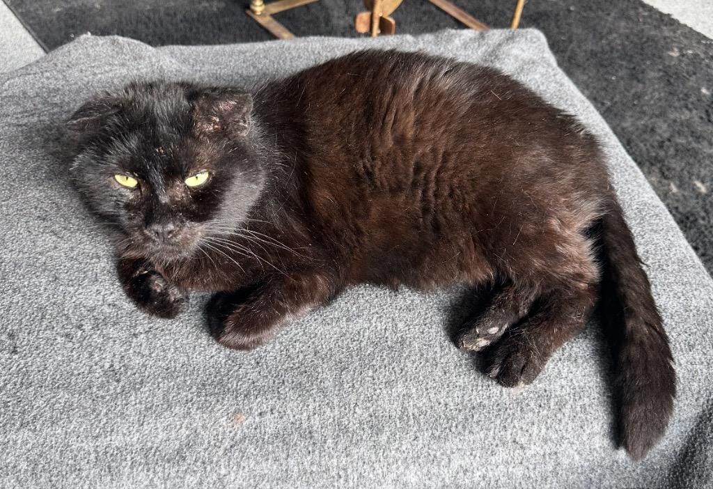 Enlarge SUTHERLAND, a Adoptable mixed breed in Muskegon, MI image 2/6