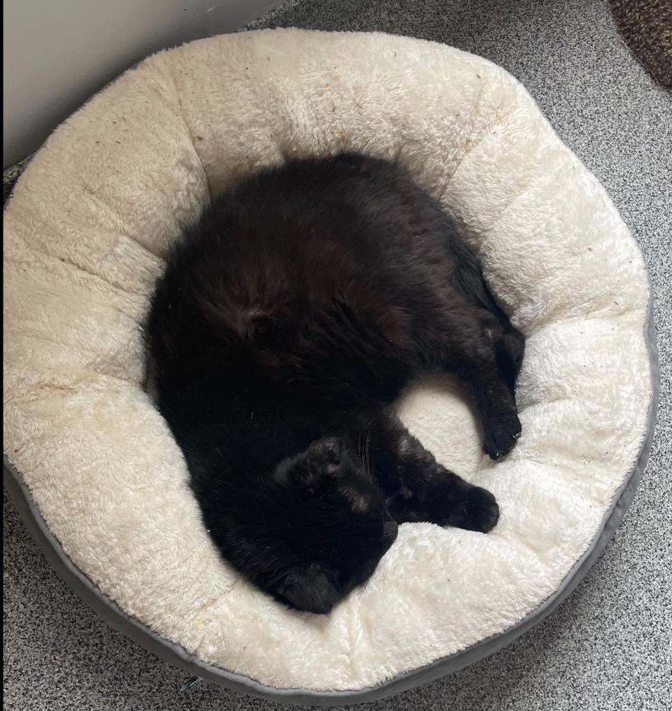 Enlarge SUTHERLAND, a Adoptable mixed breed in Muskegon, MI image 5/6