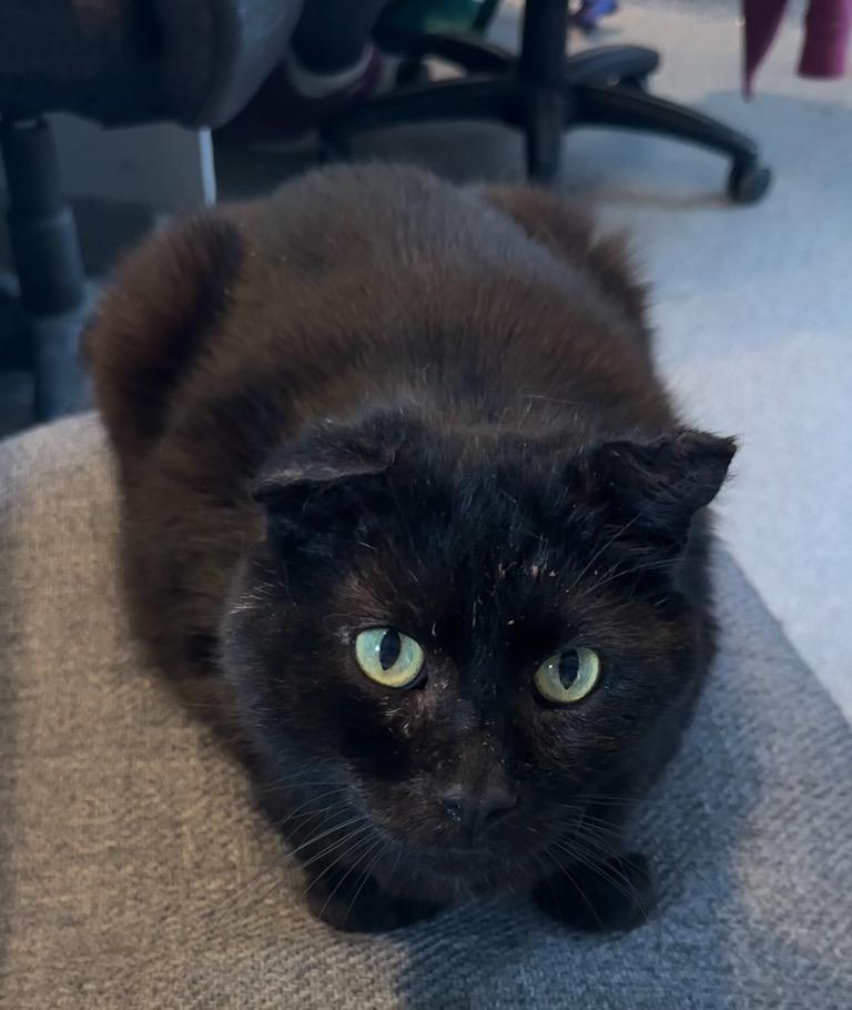 Enlarge SUTHERLAND, a Adoptable mixed breed in Muskegon, MI image 4/6