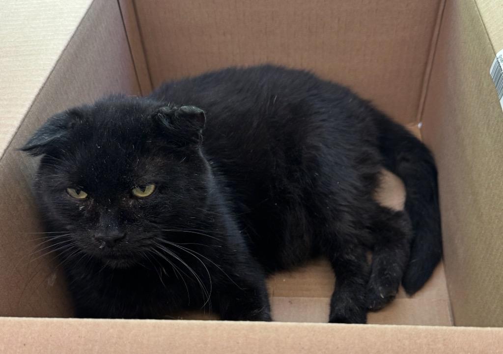 Enlarge SUTHERLAND, a Adoptable mixed breed in Muskegon, MI image 6/6