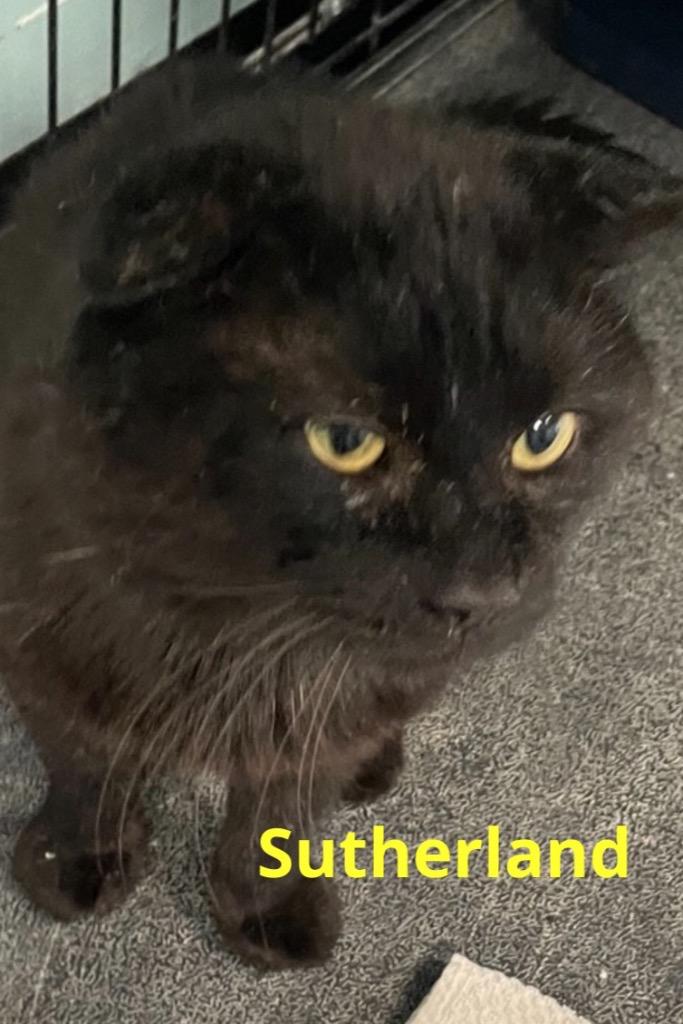 Enlarge SUTHERLAND, a Adoptable mixed breed in Muskegon, MI image 6/6