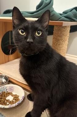 Batman, Adoptable, Adult Male Domestic Short Hair.