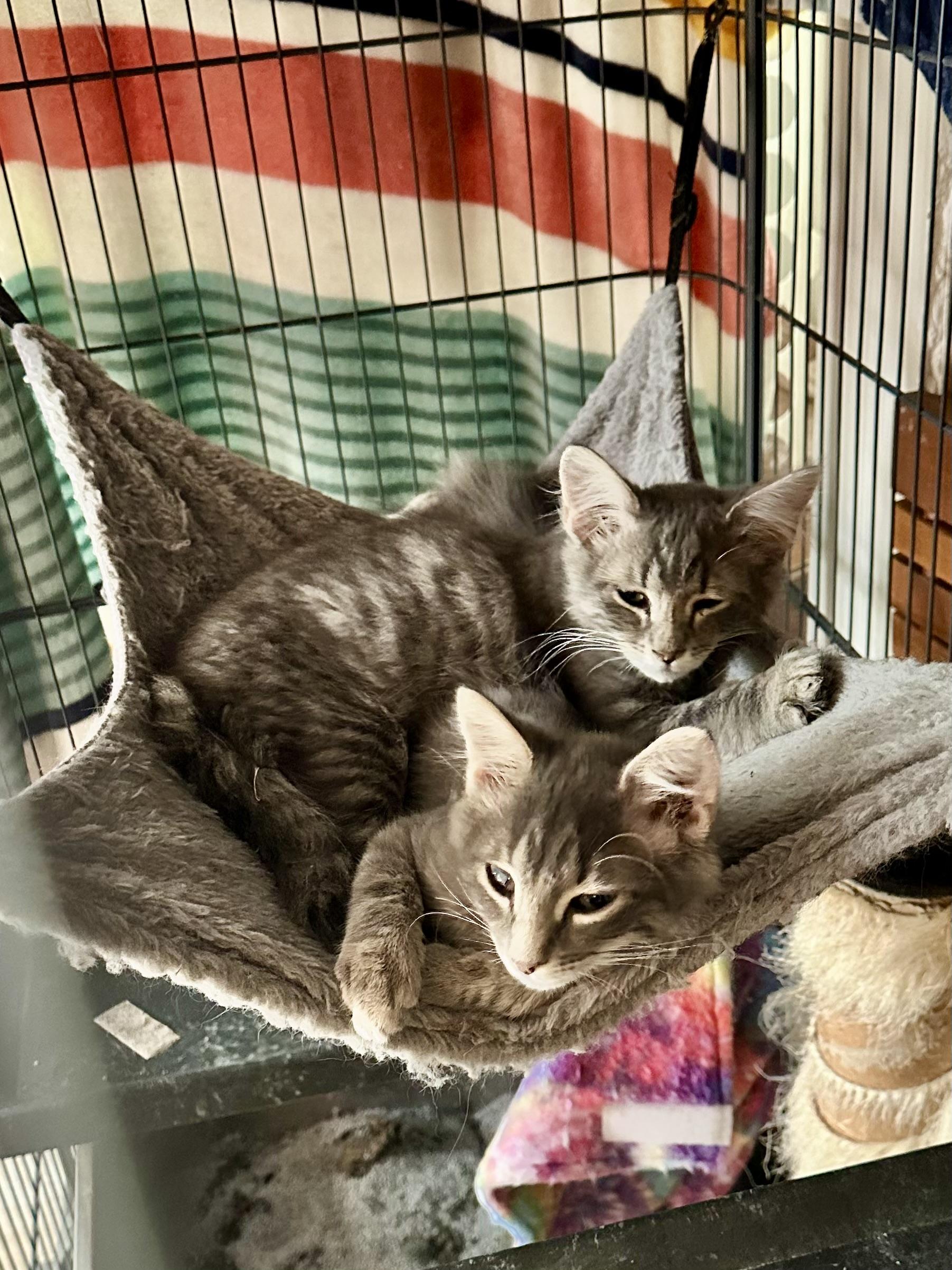 Falcon, a ADOPTABLE Domestic Medium Hair in Suffolk, VA image 3/4
