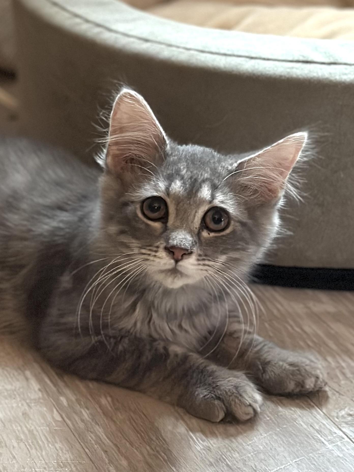 Falcon, a ADOPTABLE Domestic Medium Hair in Suffolk, VA image 1/4
