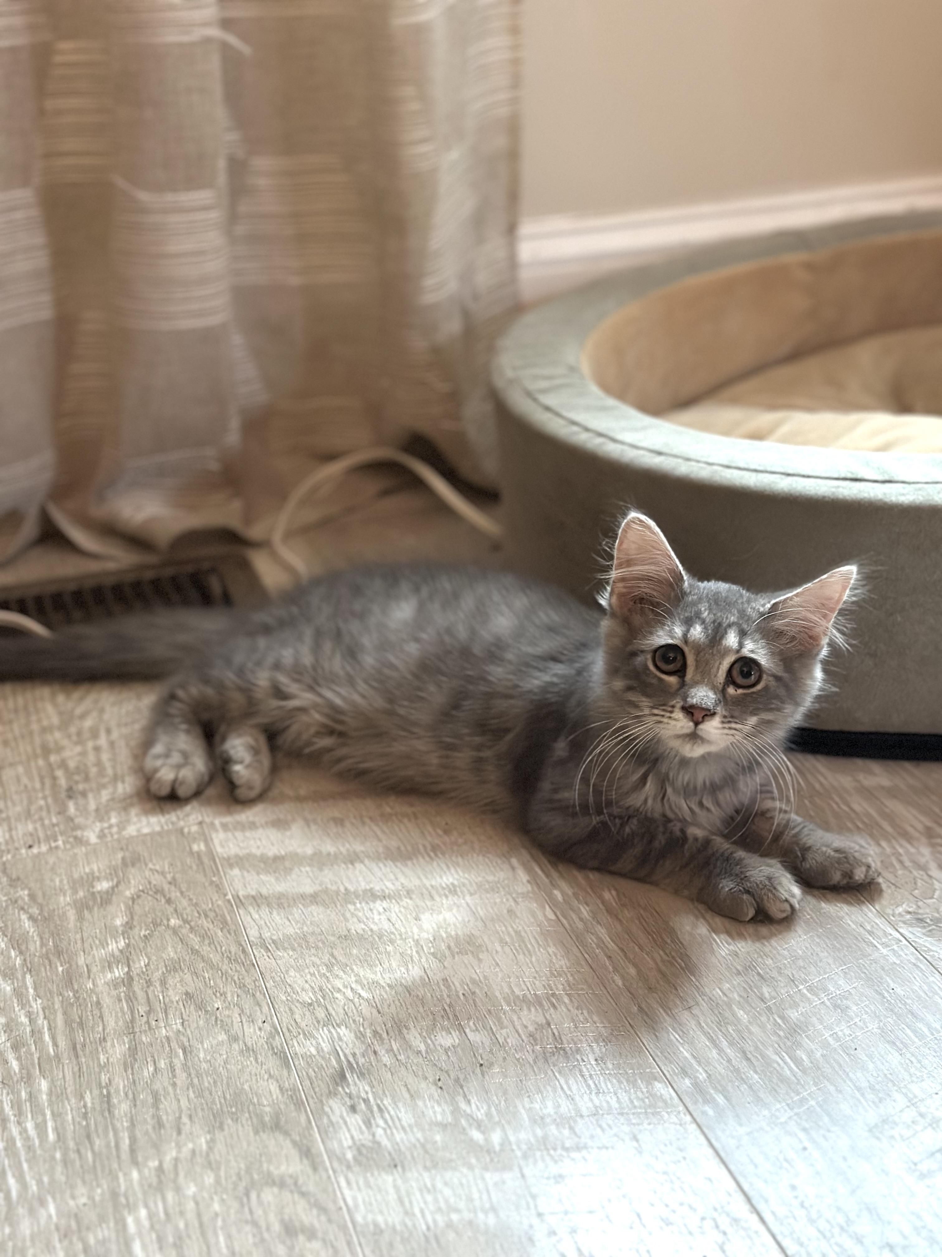 Falcon, a ADOPTABLE Domestic Medium Hair in Suffolk, VA image 2/4