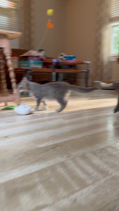 Enlarge Falcon, a ADOPTABLE Domestic Medium Hair in Suffolk, VA video 4/4