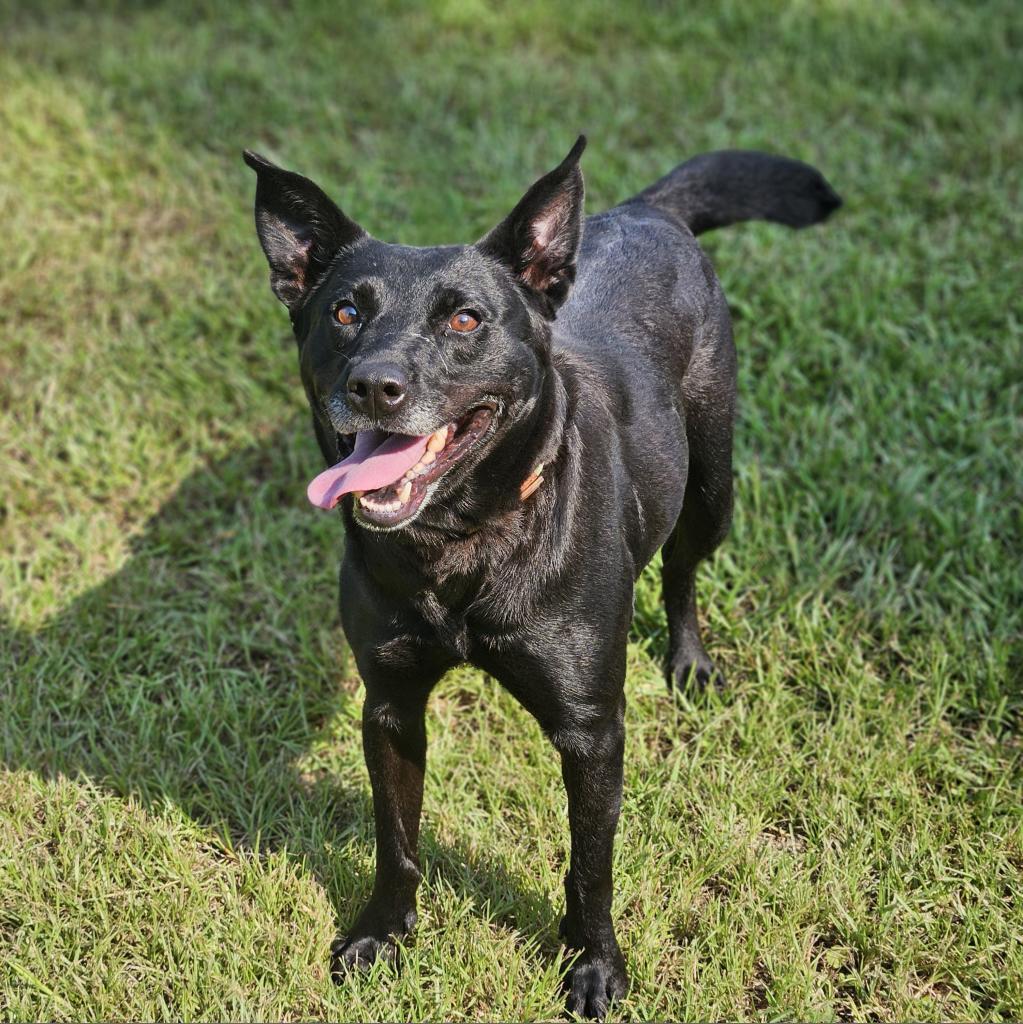 Molly, a Adoptable mixed breed in Fargo, ND image 1/6