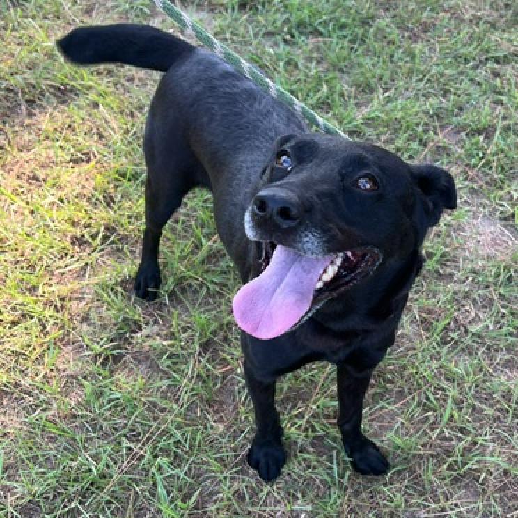 Molly, a Adoptable mixed breed in Fargo, ND image 5/6