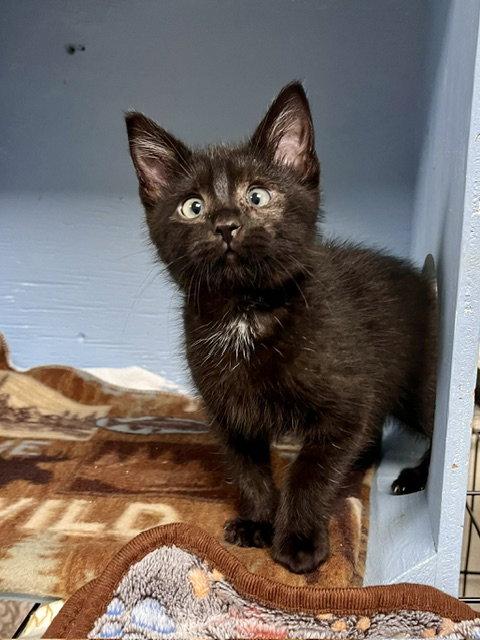Donkey, Adoptable, Kitten Female Domestic Short Hair.
