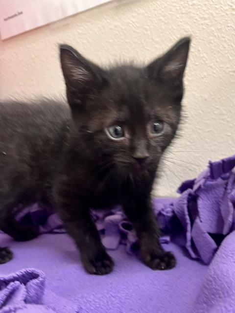 Enlarge Donkey, a Adoptable Domestic Short Hair in Webster, WI image 2/3