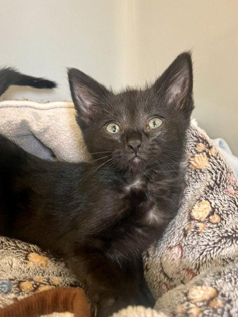 Enlarge Donkey, a Adoptable Domestic Short Hair in Webster, WI image 3/3
