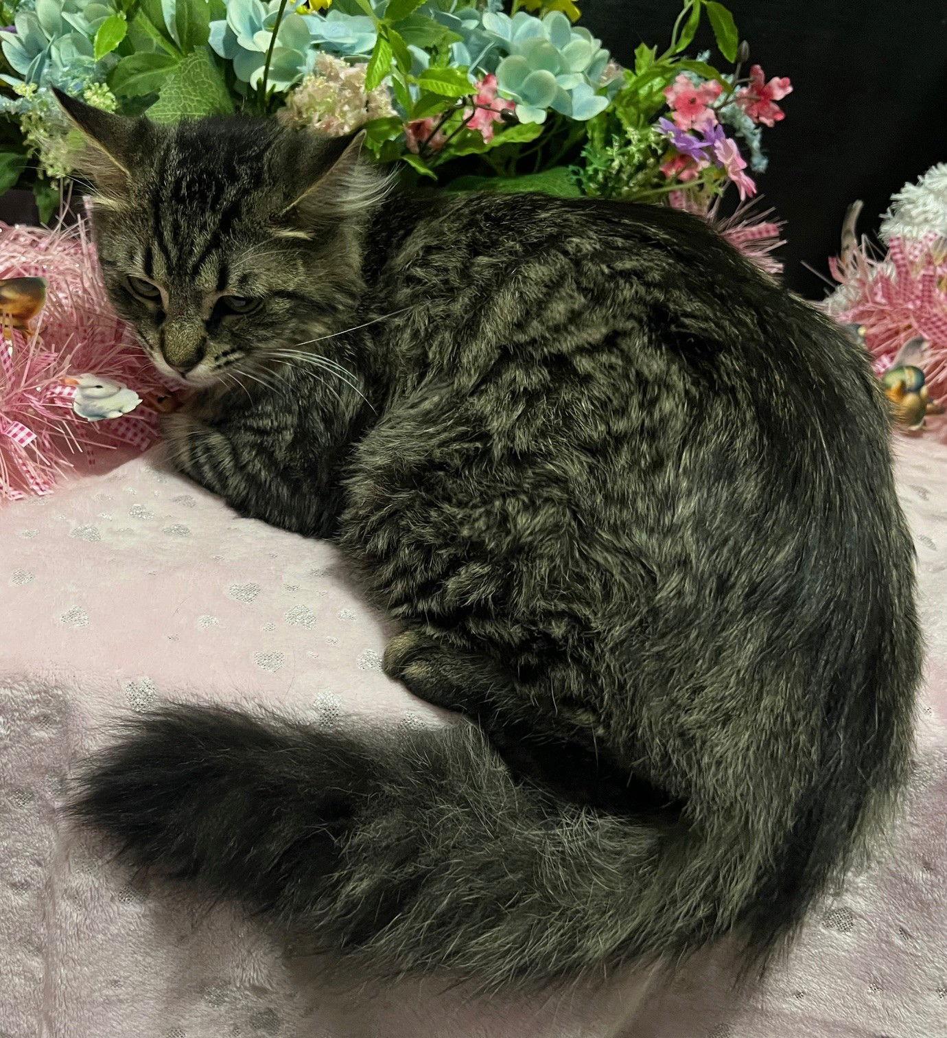 Mr Peppers, Adopted, Young Male Tabby & Domestic Medium Hair.