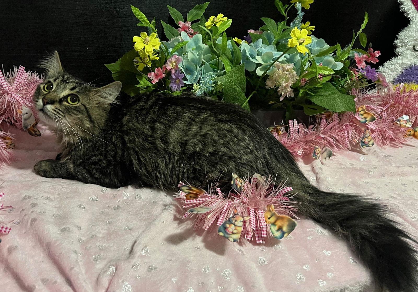 Enlarge Mr Peppers, a Adopted mixed breed in Fayetteville, GA image 2/3