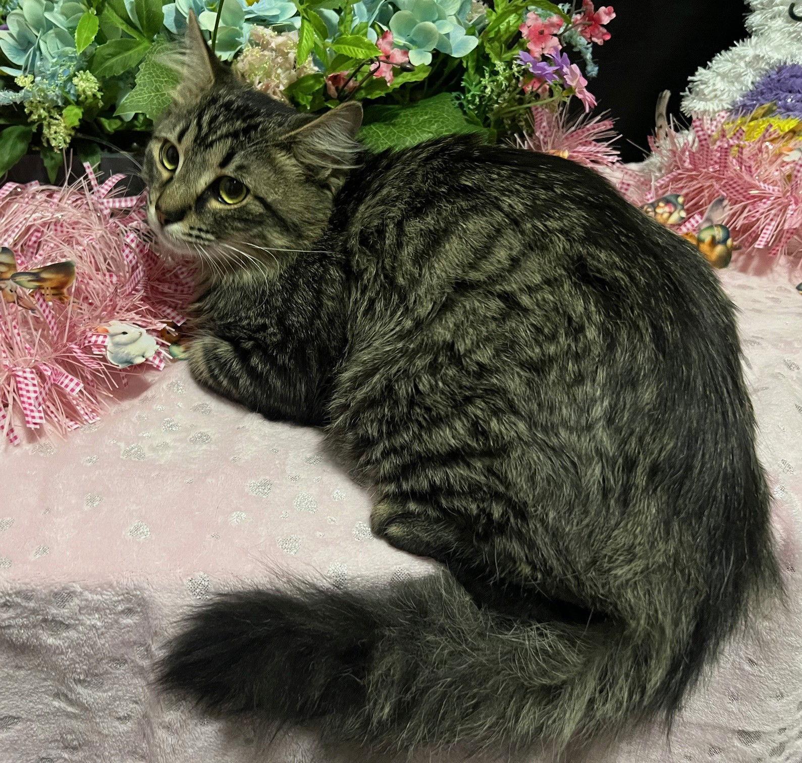 Enlarge Mr Peppers, a Adopted mixed breed in Fayetteville, GA image 3/3