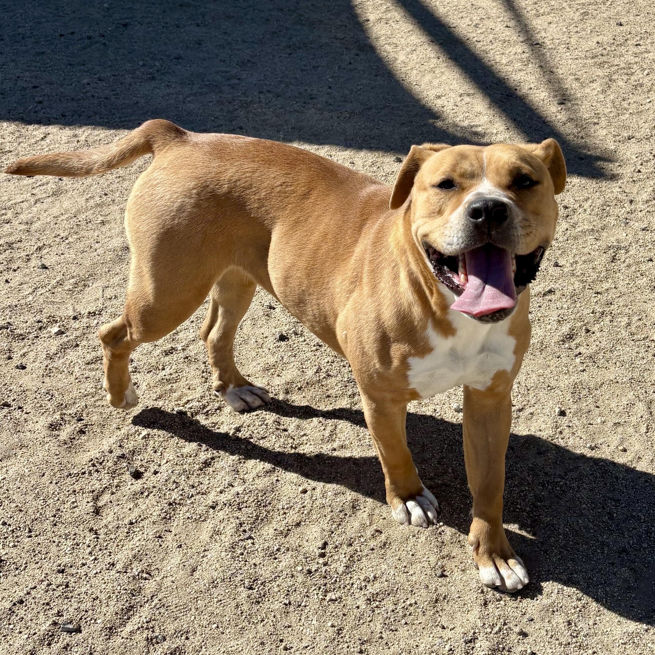 Rosie, Adoptable, Adult Female Pit Bull Terrier.