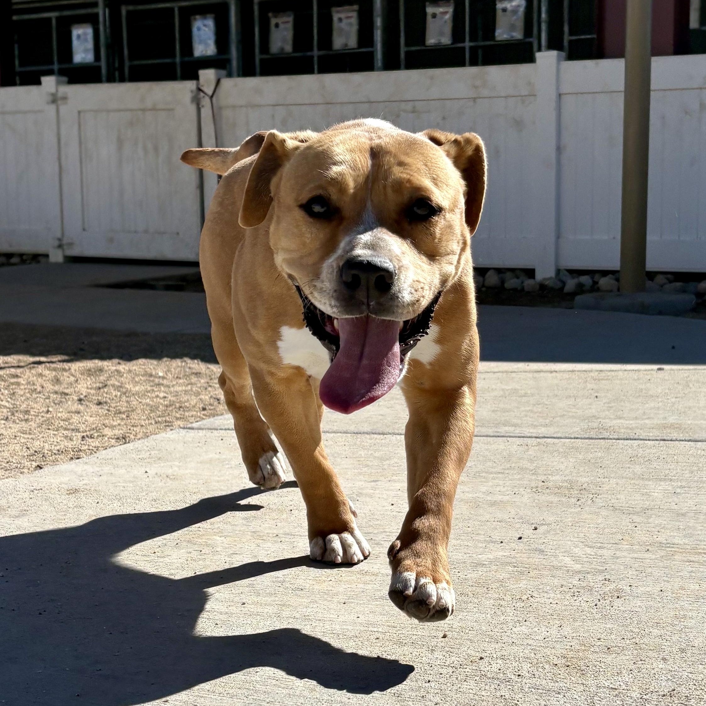 Rosie, a Adoptable Pit Bull Terrier in Yucca Valley, CA image 2/3