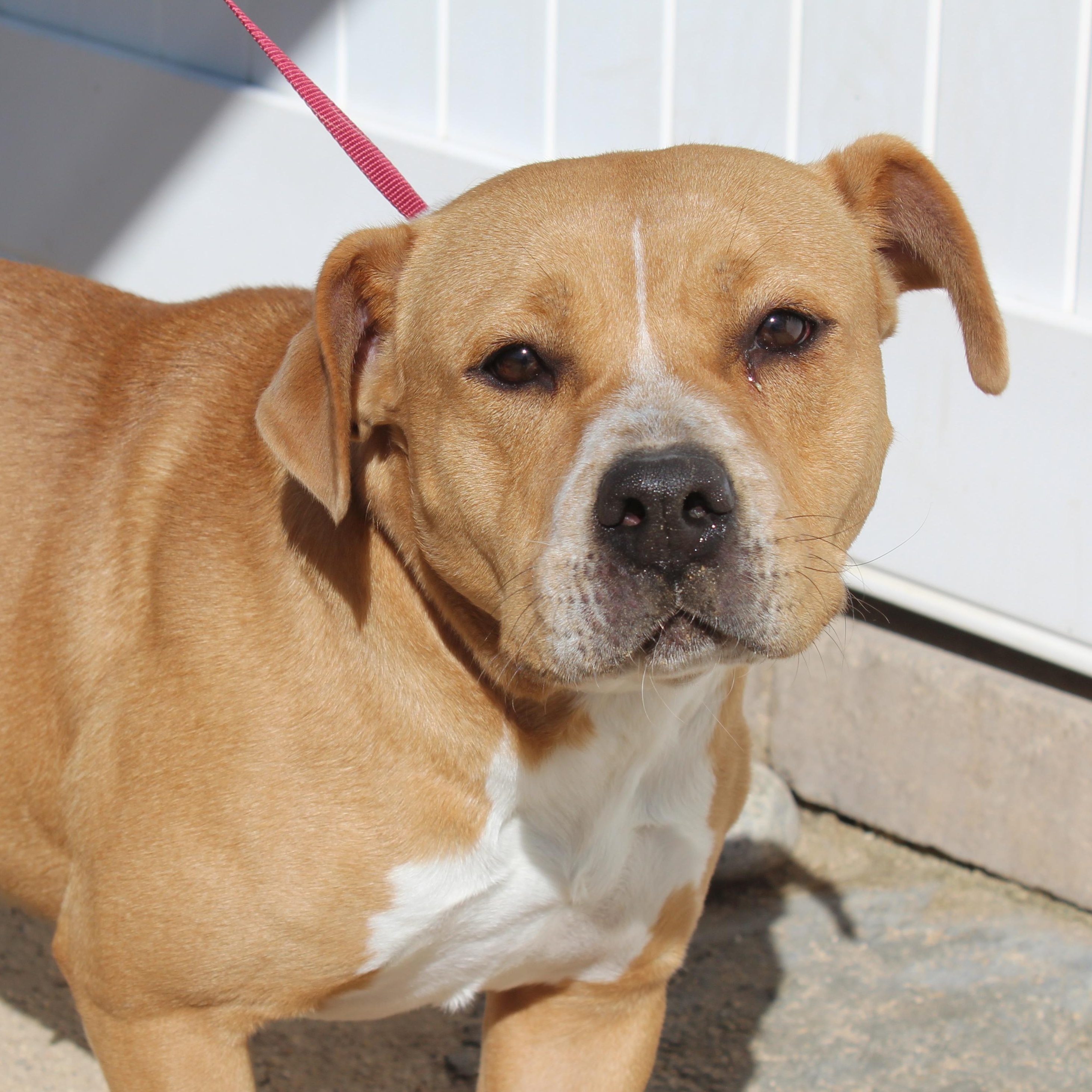 Rosie, Adoptable, Adult Female Pit Bull Terrier.