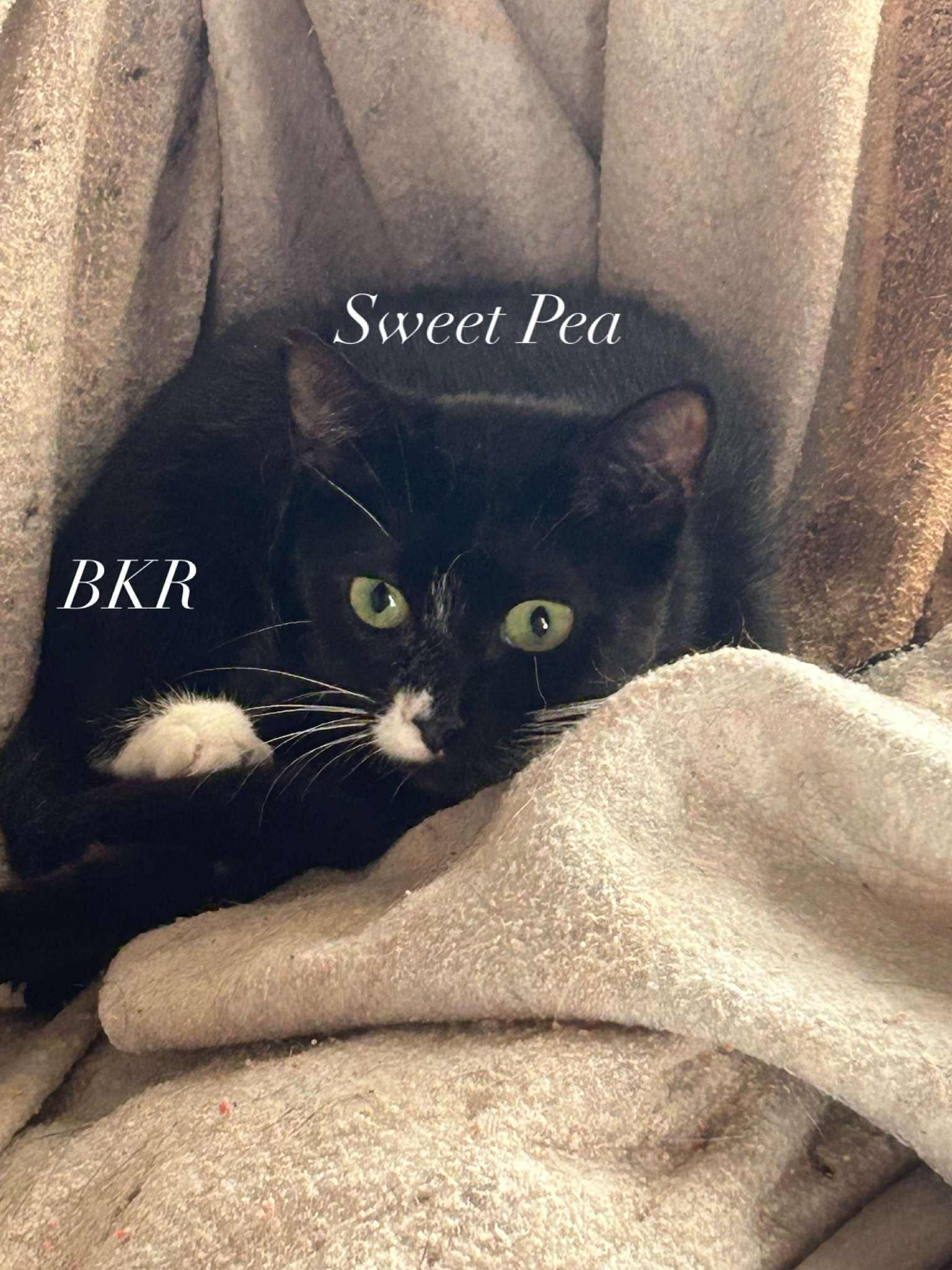Sweet Pea, Adoptable, Kitten Female American Shorthair.